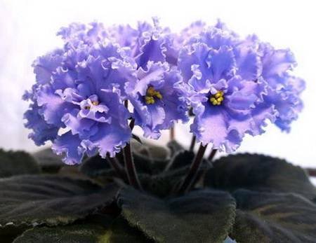 ЭльфийскийСад4